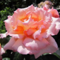 Preview: Kletterrose Compassion
