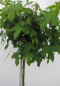 Preview: Hochstamm Amberbaum Oconee