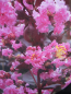 Preview: Chinesische Kräuselmyrte Rhapsody in Pink
