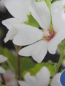 Preview: Lavatera x olbia Barnsley Baby 1