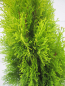 Preview: Lebensbaum Golden Smaragd Thuja