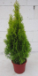 Preview: Lebensbaum Golden Smaragd Thuja