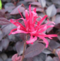 Preview: Riemenblüte Ever Red