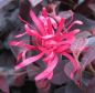Preview: Riemenblüte Ever Red