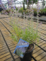 Preview: Perovskia atriplicifolia Prime Time 2