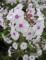 Preview: Flammenblume Reine de Jour Phlox