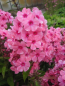 Preview: Flammenblume Windsor Phlox