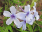 Preview: Wald-Phlox Chattahoochee