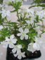 Preview: Flammenblume Early White