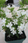 Preview: Flammenblume Early White