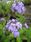 Preview: Hohe Flammenblume Sternenhimmel