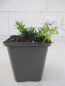 Preview: Teppich-Flammenblume Emerald Cushion Blue