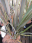 Preview: Phormium Bronze Baby 2