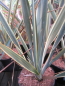 Preview: Phormium Brown Sugar 2