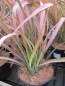 Preview: Phormium Rainbow Sunrise 2