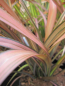 Preview: Phormium Rainbow Sunrise 3