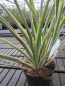 Preview: Phormium tenax Wings of Gold 2