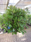 Preview: Photinia fraseri Little Red Robin 2