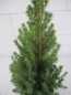 Preview: Zwerg-Zuckerhutfichte Conica Perfecta - Picea glauca Conica Perfecta