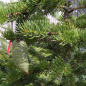 Preview: Picea polita 1