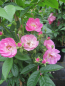 Preview: Ramblerrose Apple Blossom