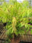 Preview: Rhus typhina Tiger Eyes  2