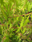 Preview: Rhus typhina Tiger Eyes  1