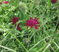 Preview: Rote Witwenblume