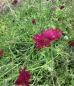 Preview: Rote Witwenblume