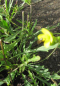 Preview: Rucola