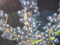Preview: Schwarzperlen Liguster Black Pearl