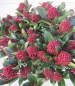 Preview: Skimmia japonica  Rubesta Jos