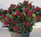 Preview: Skimmia japonica  Rubesta Jos