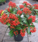 Preview: Japanische Skimme Winnies Dwarf