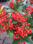 Preview: Japanische Skimme Winnies Dwarf