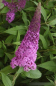Preview: Sommerflieder Reve de Papillon Pink