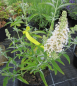 Preview: Buddleja buzz Ivory - Zwerg-Sommerflieder Ivory  60-100