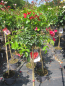 Preview: Rose Alexander von Humboldt  1