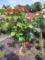 Preview: Stammrose Nostalgie 2