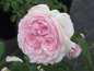 Preview: Strauchrose Olivia Rose Austin