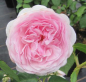Preview: Strauchrose Olivia Rose Austin