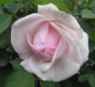 Preview: Strauchrose Olivia Rose Austin