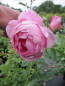 Preview: Englische Rose Royal Jubilee