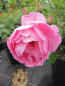 Preview: Englische Rose Royal Jubilee