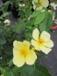Preview: Englische Rose Tottering by Gently