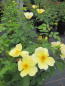 Preview: Englische Rose Tottering by Gently