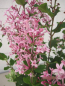 Preview: Zwergflieder Pink Perfume