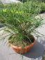 Preview: Thuja plicata Whipcord 1