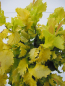 Preview: Hochstamm Goldulme Wredei - Ulmus holladica - Stamm 80cm + Krone