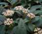 Preview: Viburnum davidii 2